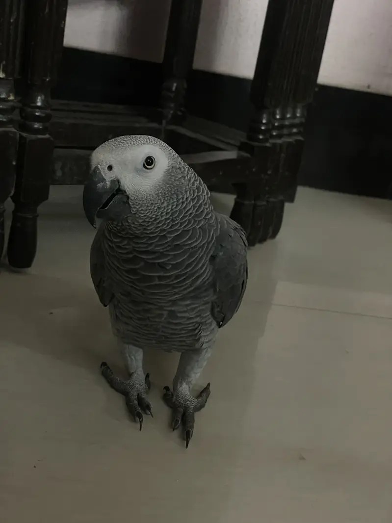 afriacan grey tame parrot — photo 2