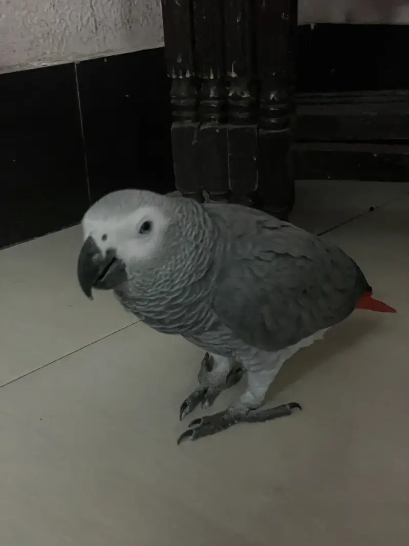 afriacan grey tame parrot — photo 3