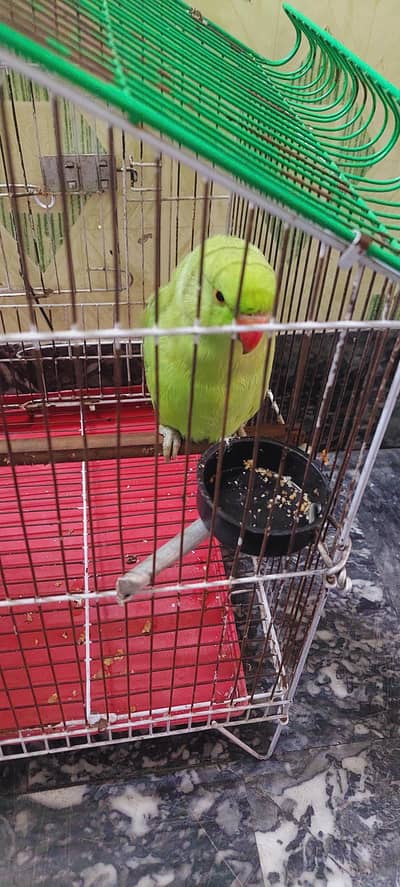 green parrot for sale