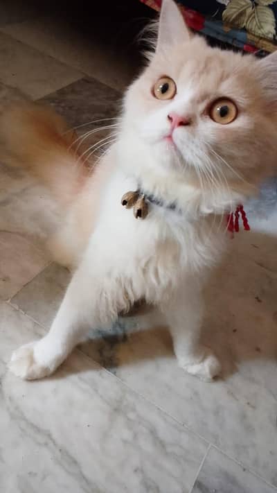 Jerry Persian Male cat Lahore
