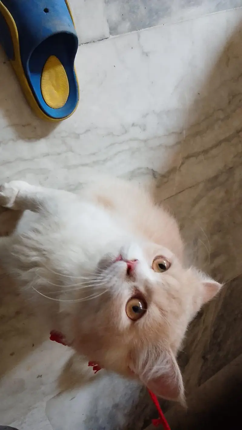 Jerry Persian Male cat Lahore — photo 2