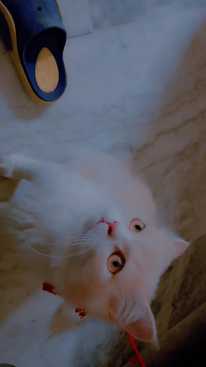 Jerry Persian Male cat Lahore — photo 3