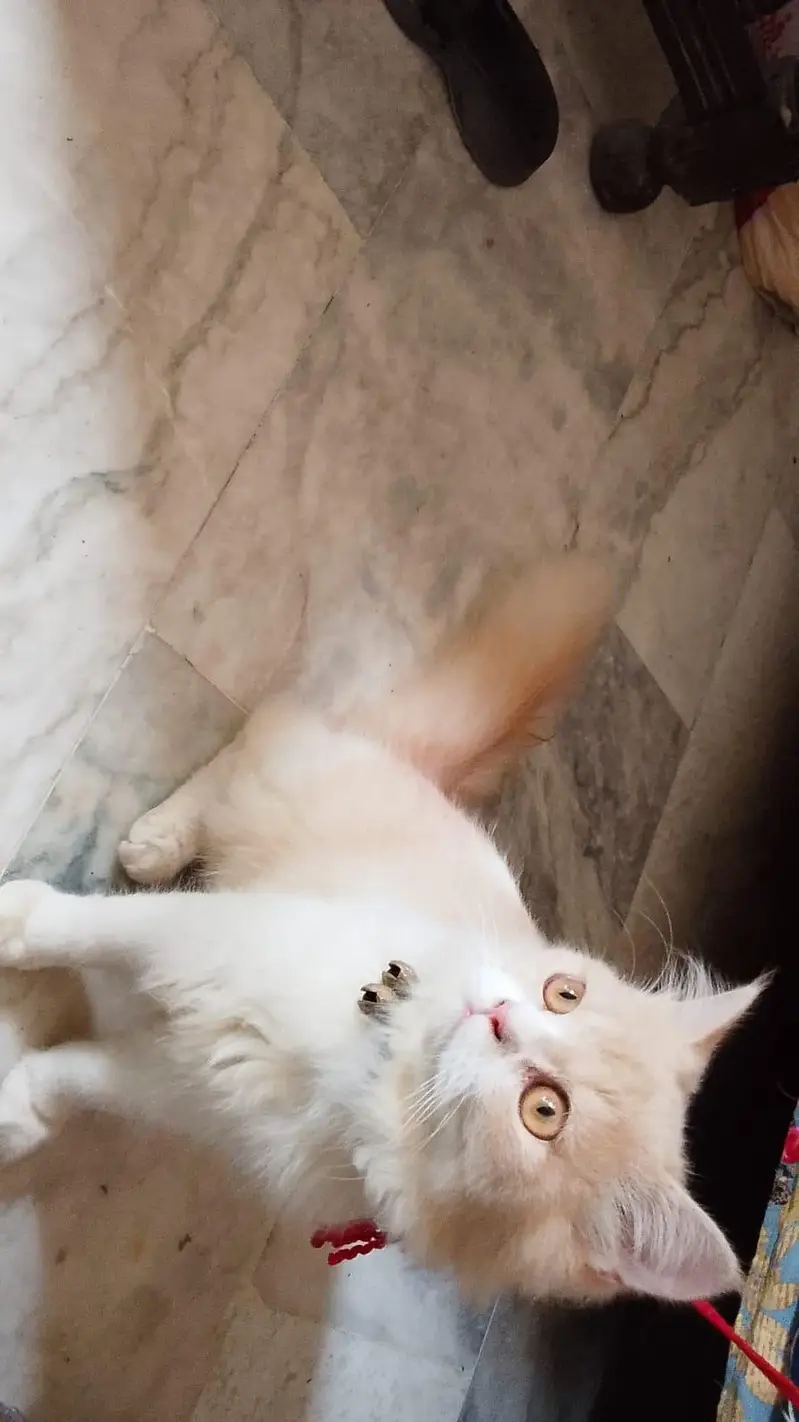 Jerry Persian Male cat Lahore — photo 4