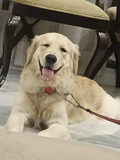 Female Golden Retriever