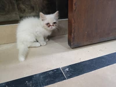 Persian Peaky face cat