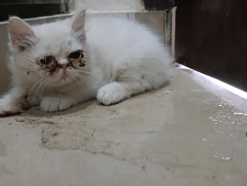 Persian Peaky face cat — photo 2