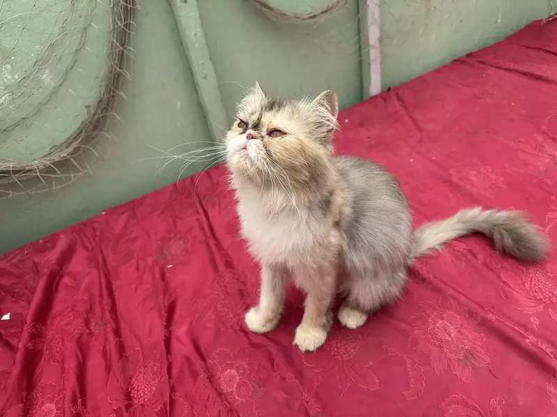 Pure peke CFA blood line calico breeder female — photo 4