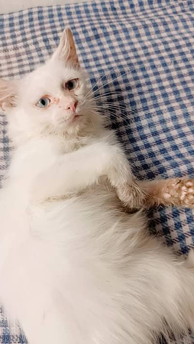Persian kitten for sale