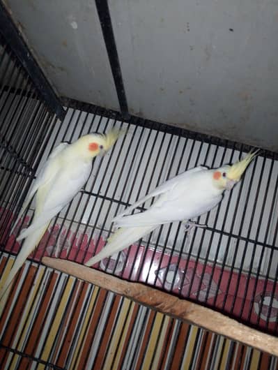 LATINO KING SIZE BREEDER PAIR