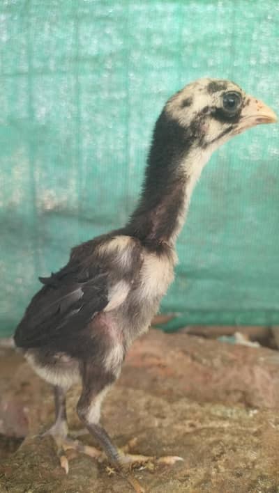 Long height aseel sindhi chicks