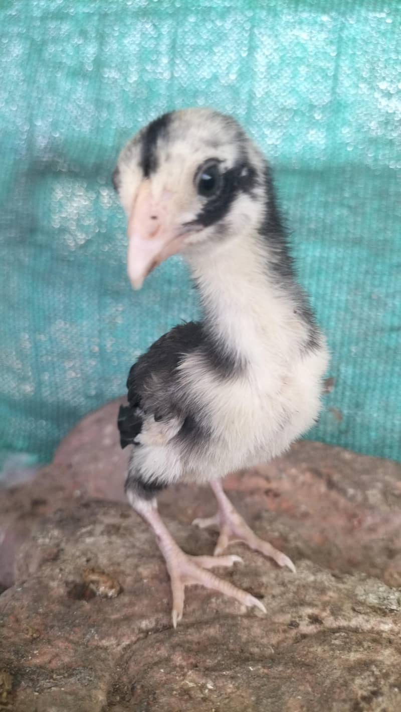 aseel chicks 4