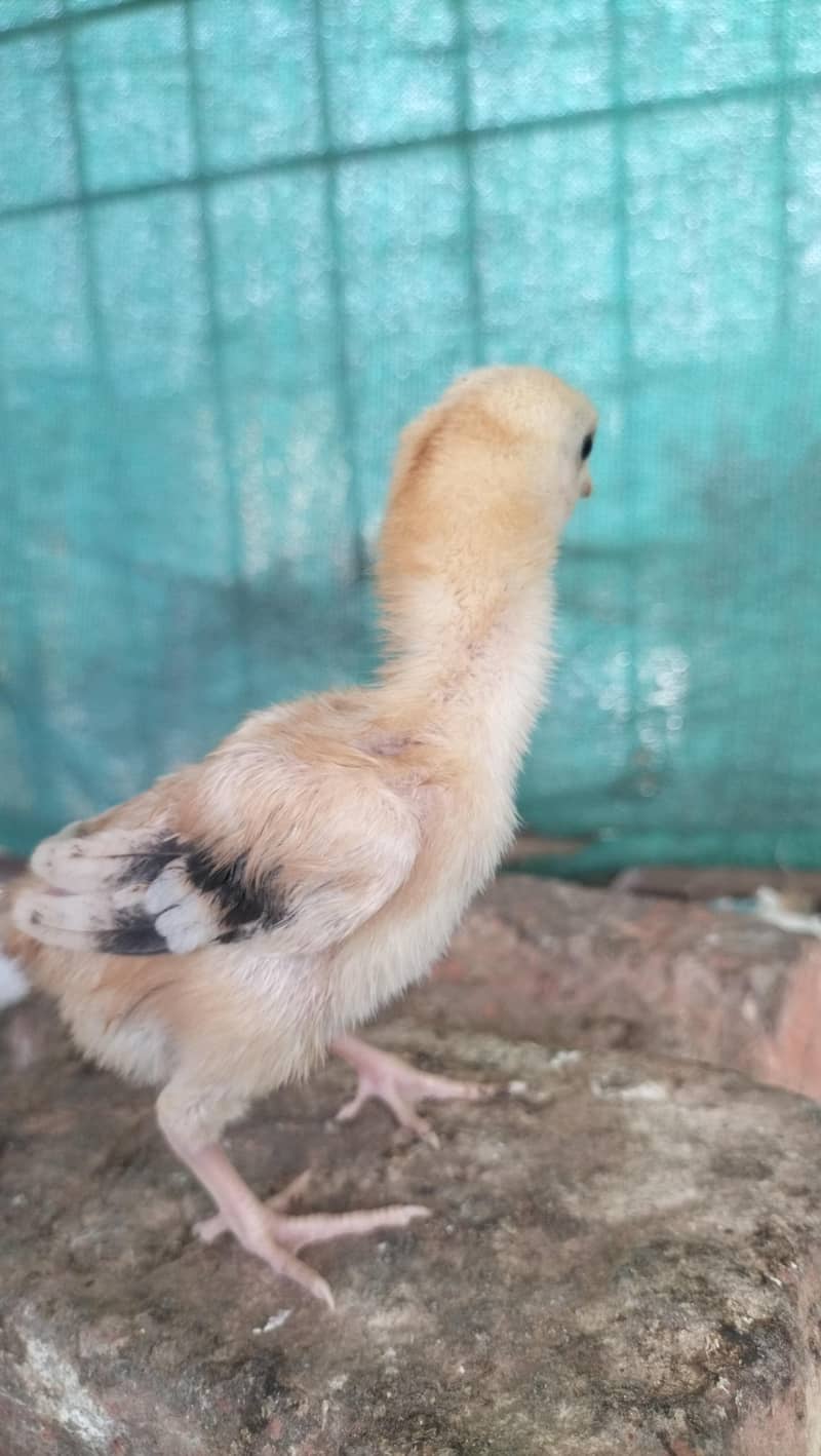 aseel chicks 5