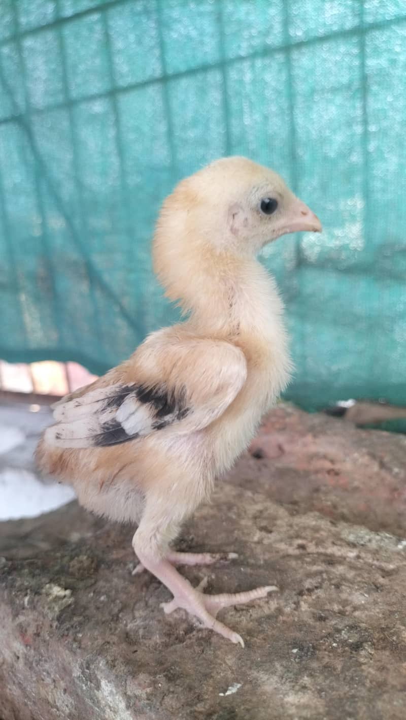 aseel chicks 6