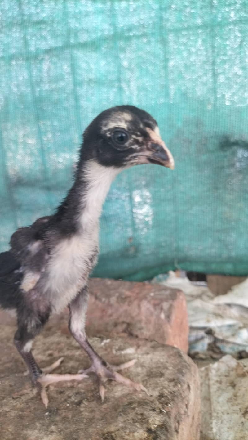 aseel chicks 7