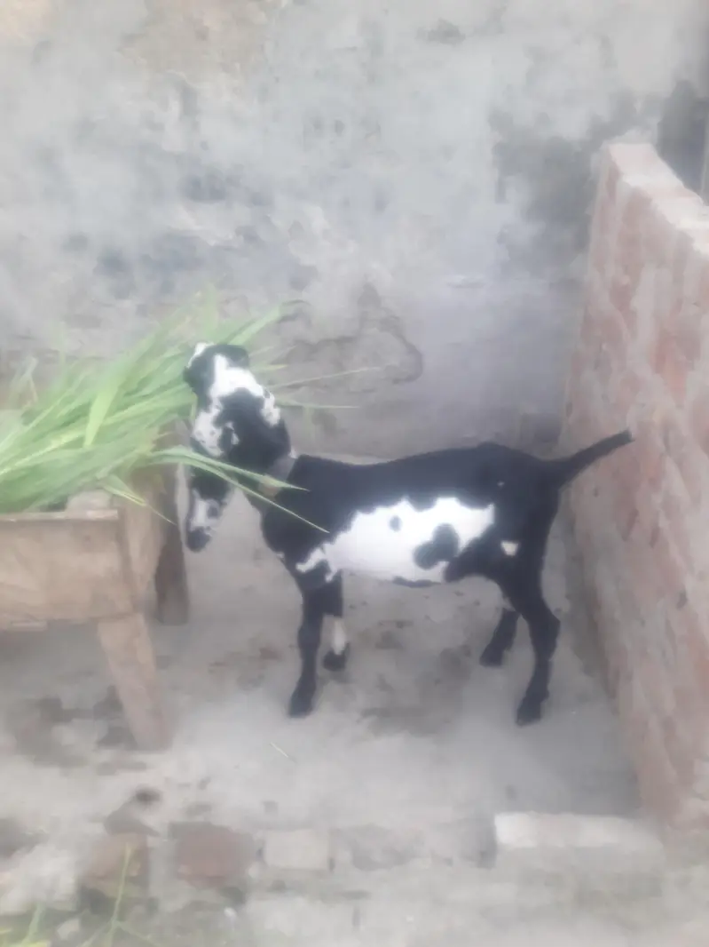 Beeta Bakra Qurbani 2027 WhatsApp 03472562038 — photo 4