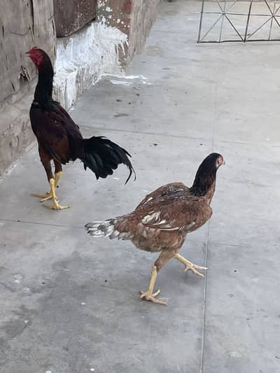 Hens(Males and females)