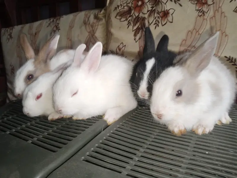 Rabbit bunies