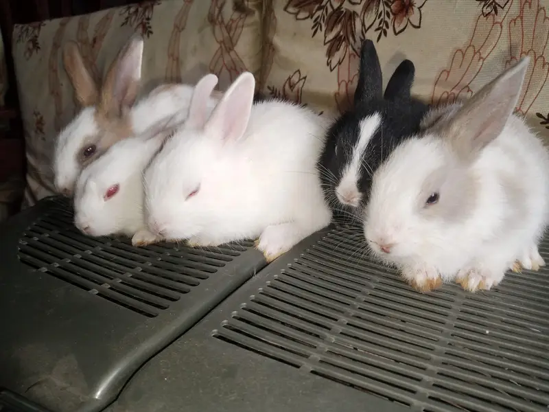 Rabbit bunies — photo 2