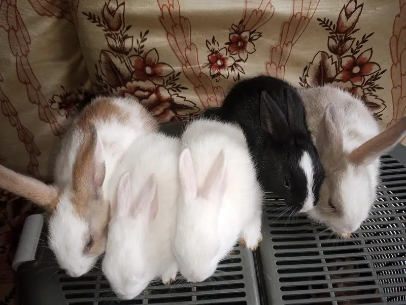 Rabbit bunies — photo 3