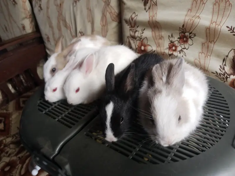 Rabbit bunies — photo 4