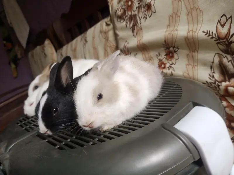 Rabbit bunies — photo 5