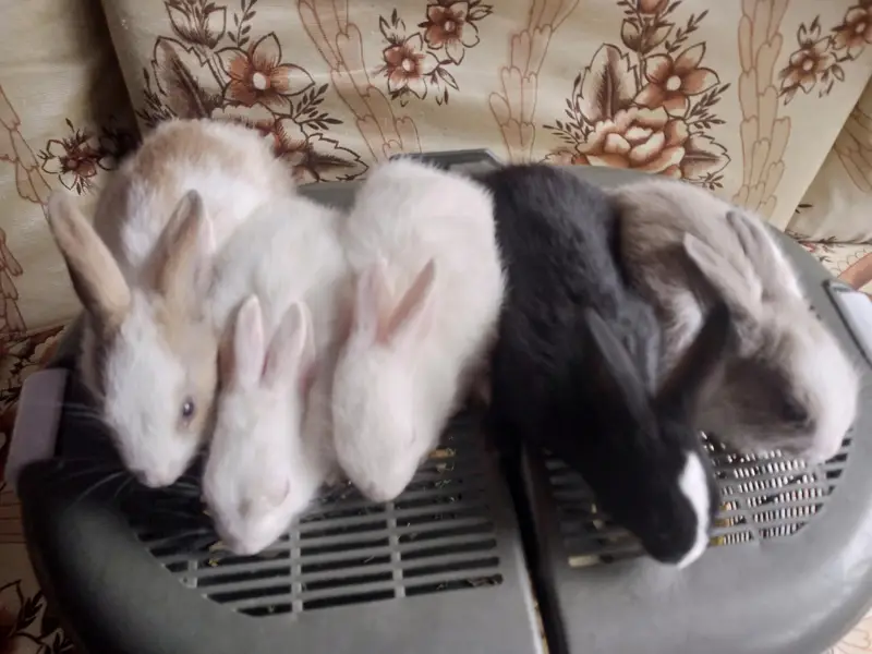 Rabbit bunies — photo 6