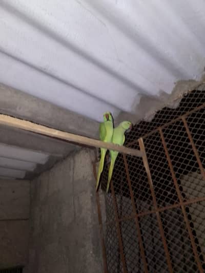 ringneck pair