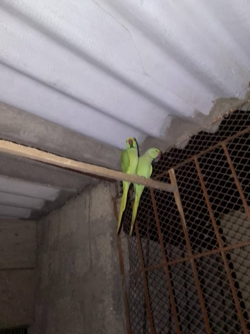 ringneck pair 0