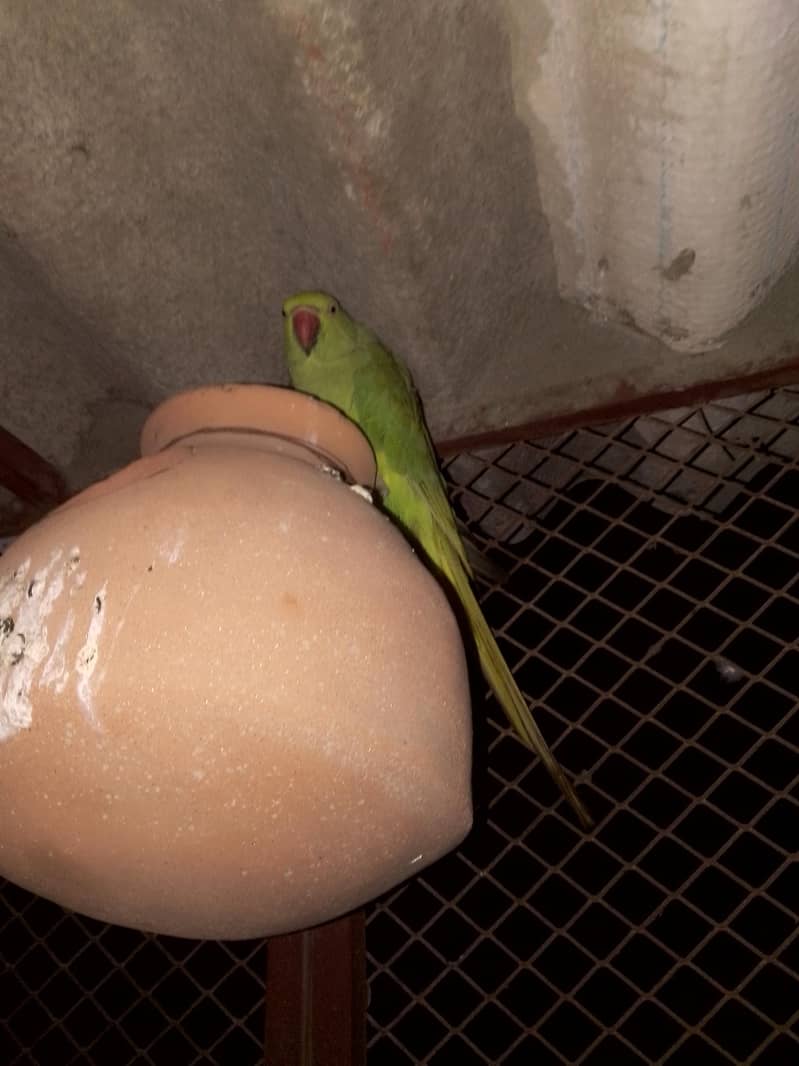 ringneck pair 2