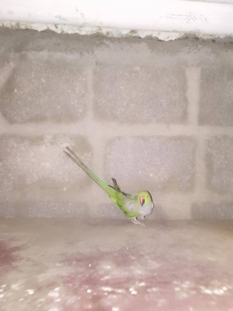 ringneck pair 3