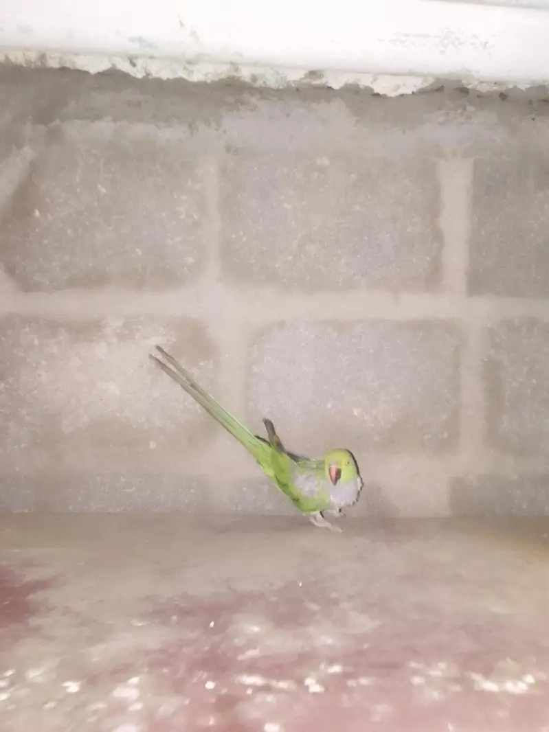 ringneck pair — photo 4