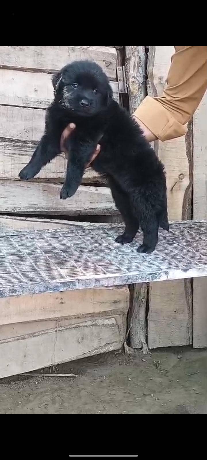 nice dog 0