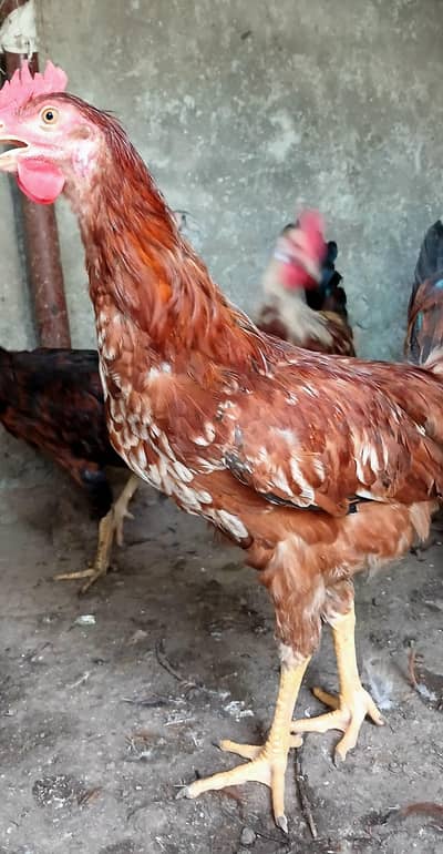 Golden Misri Murga