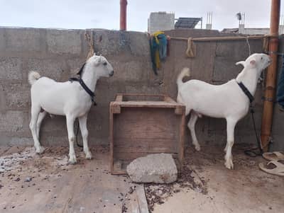 male jori for sale 03172199766