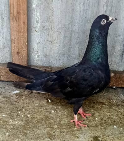 Pigeon