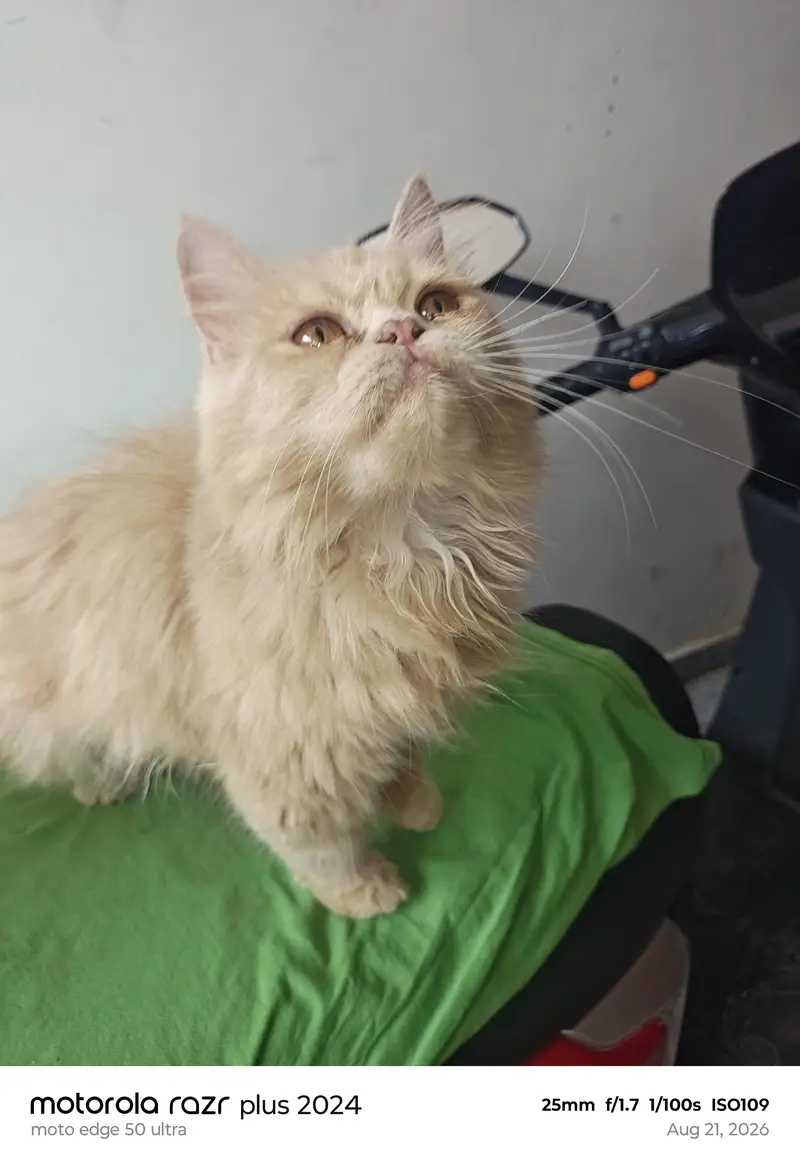 High Quality Punch Face Kitten For Sale — photo 2