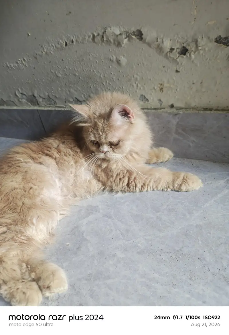 High Quality Punch Face Kitten For Sale — photo 3