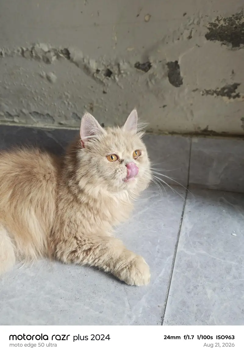 High Quality Punch Face Kitten For Sale — photo 4