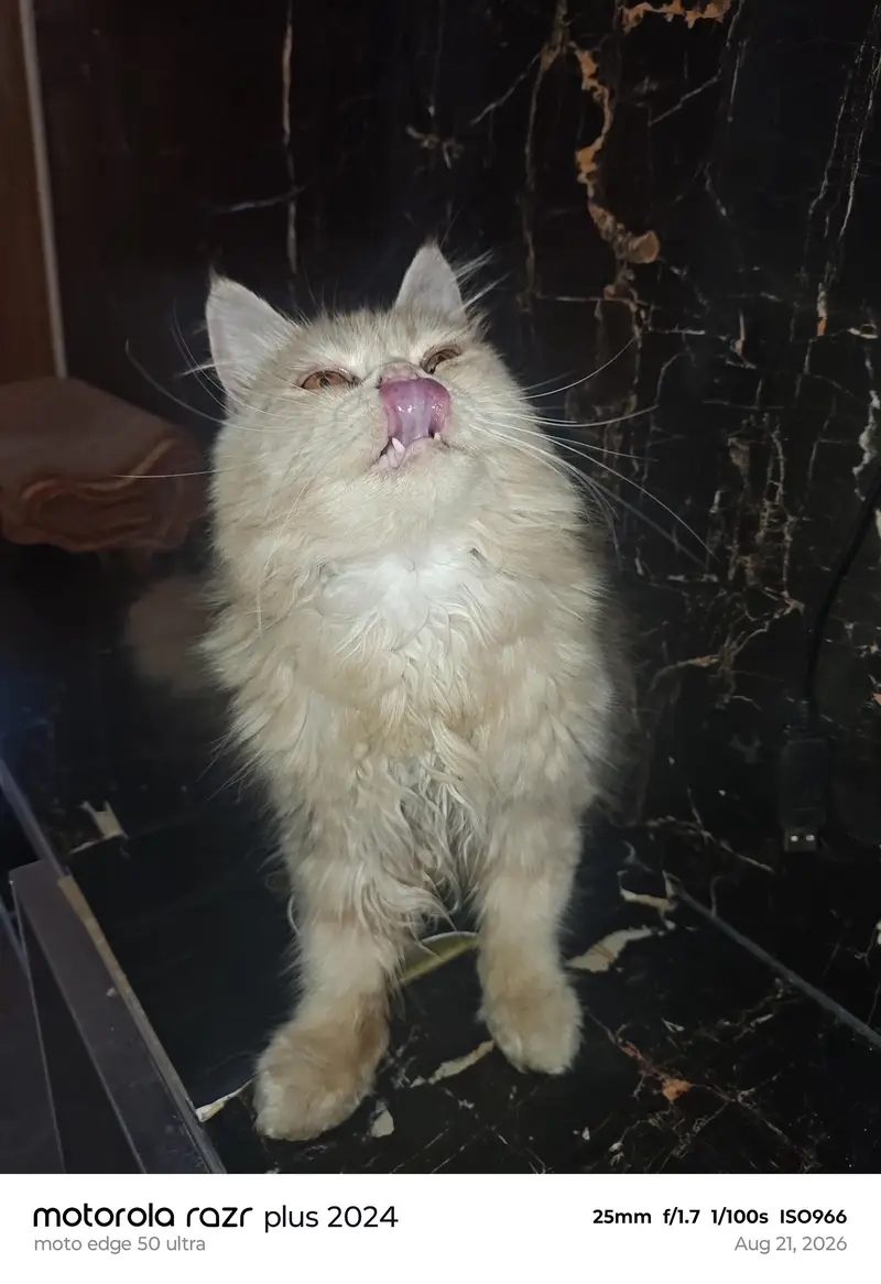 High Quality Punch Face Kitten For Sale — photo 5