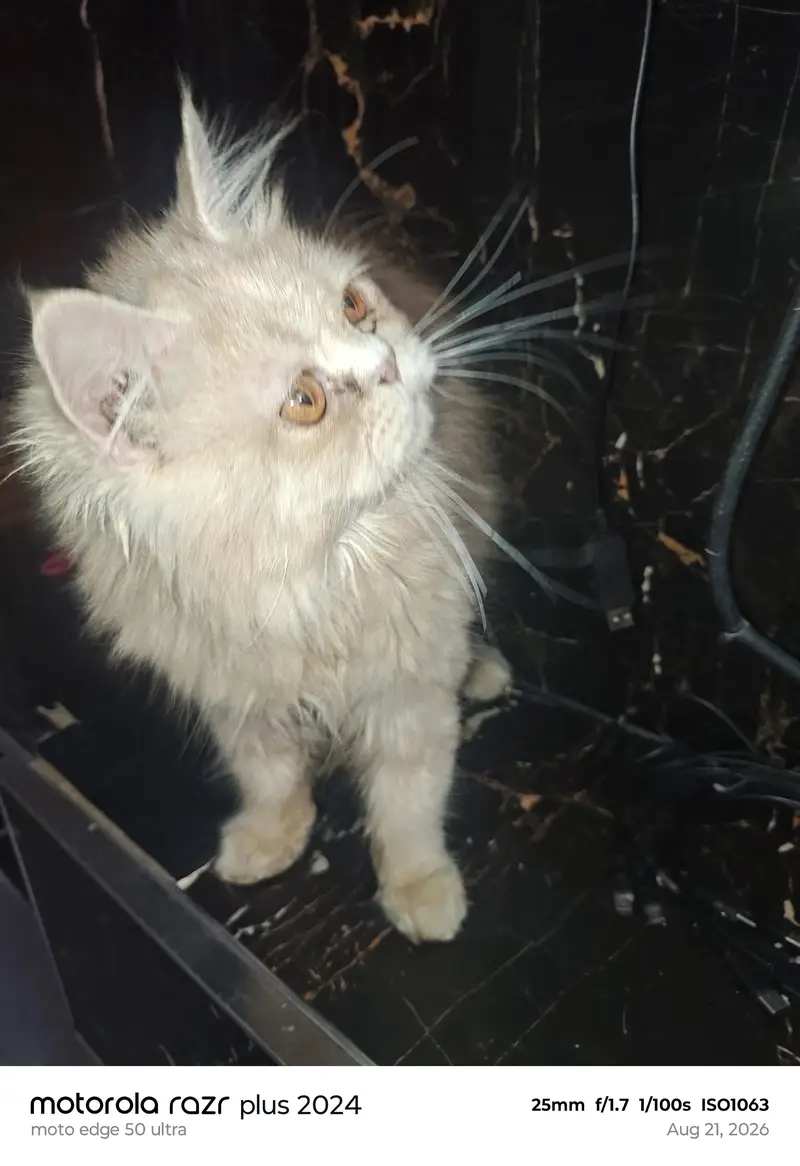 High Quality Punch Face Kitten For Sale — photo 6
