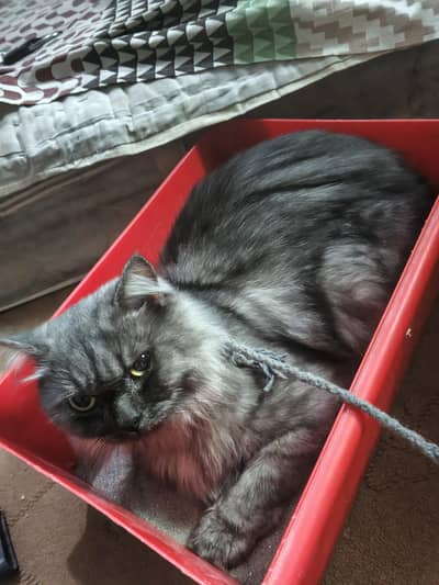 grey cat beautiful cat for sale