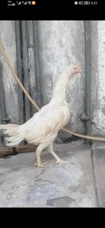 aseel heera breeder hen murgi for sale