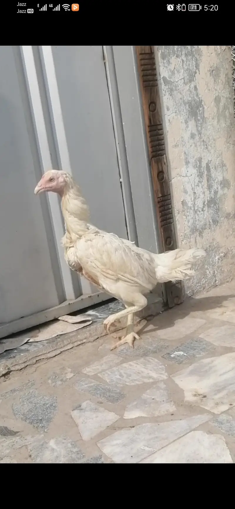 aseel heera breeder hen murgi for sale — photo 2