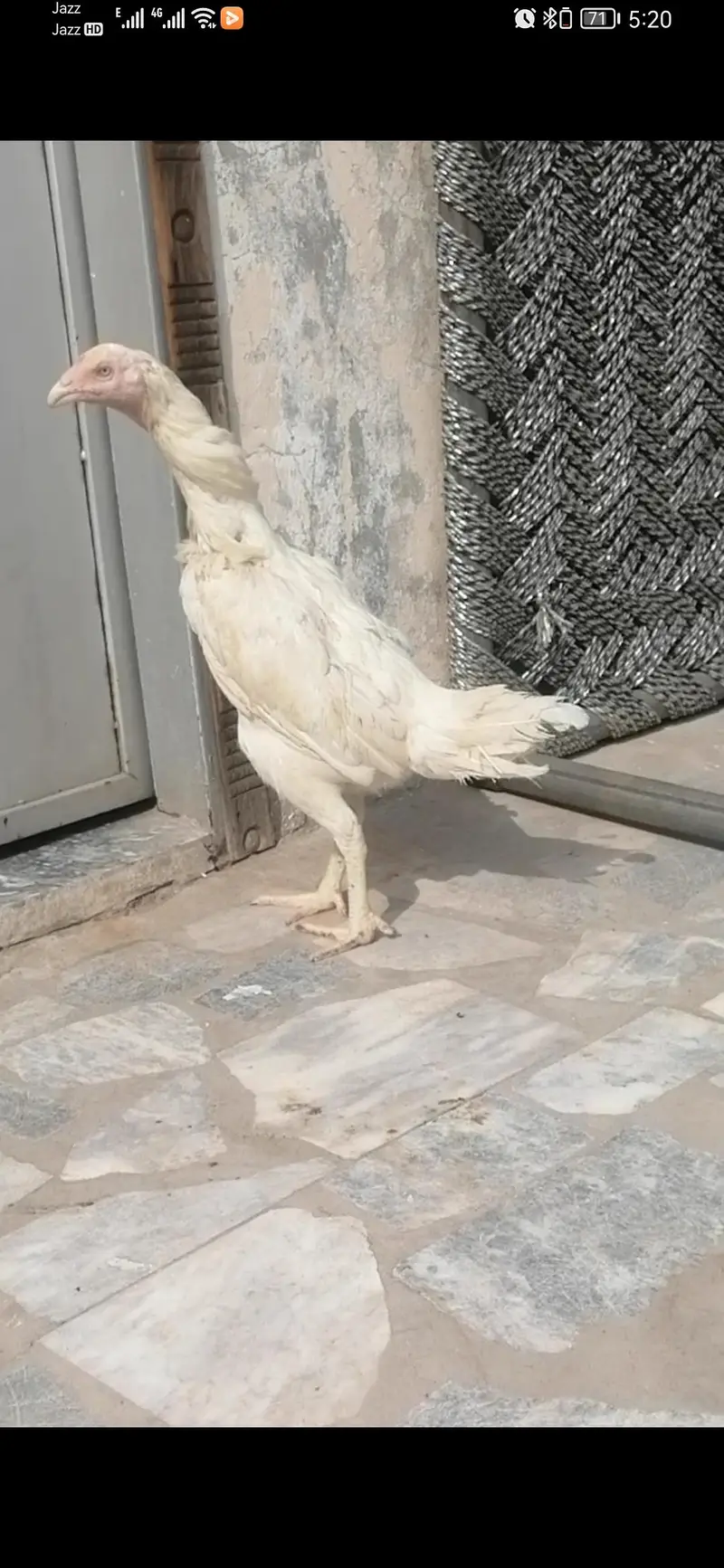 aseel heera breeder hen murgi for sale — photo 3