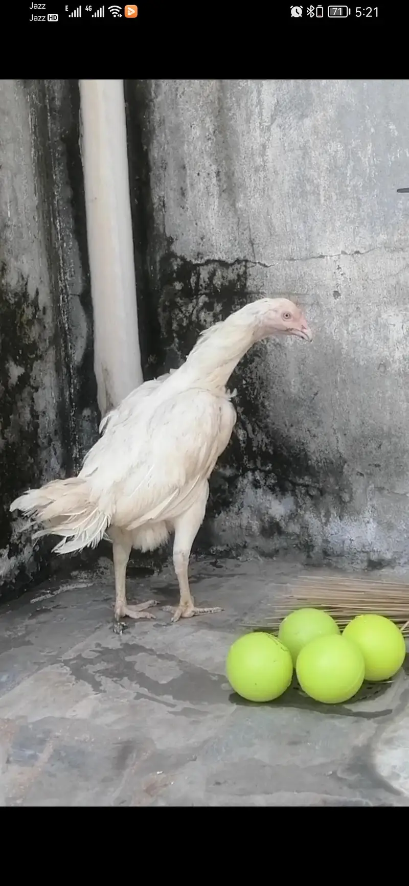 aseel heera breeder hen murgi for sale — photo 4