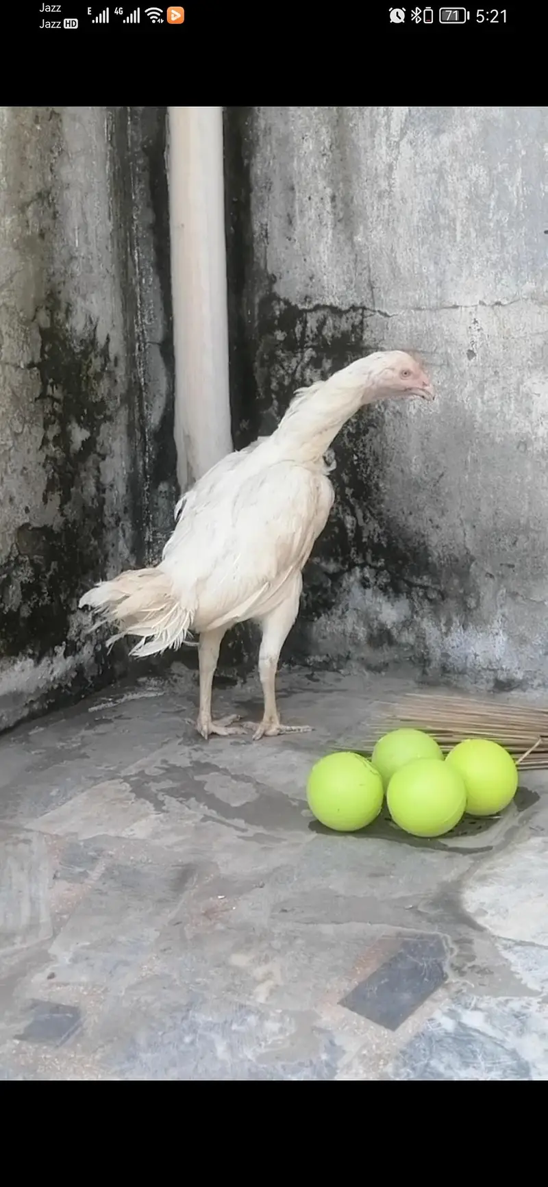 aseel heera breeder hen murgi for sale — photo 5