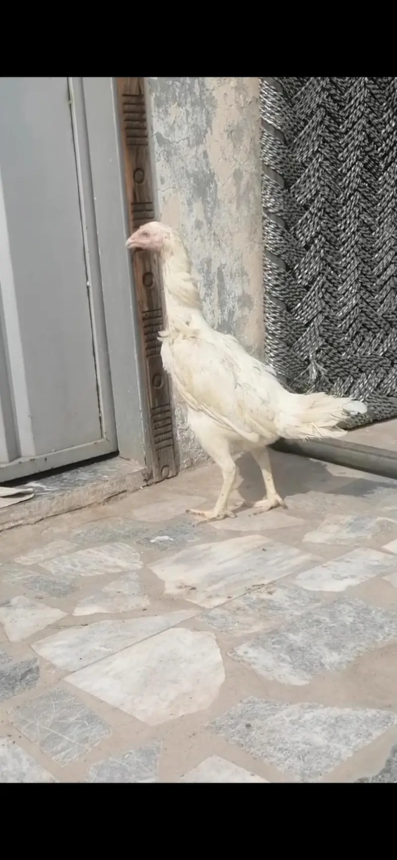 aseel heera breeder hen murgi for sale — photo 6