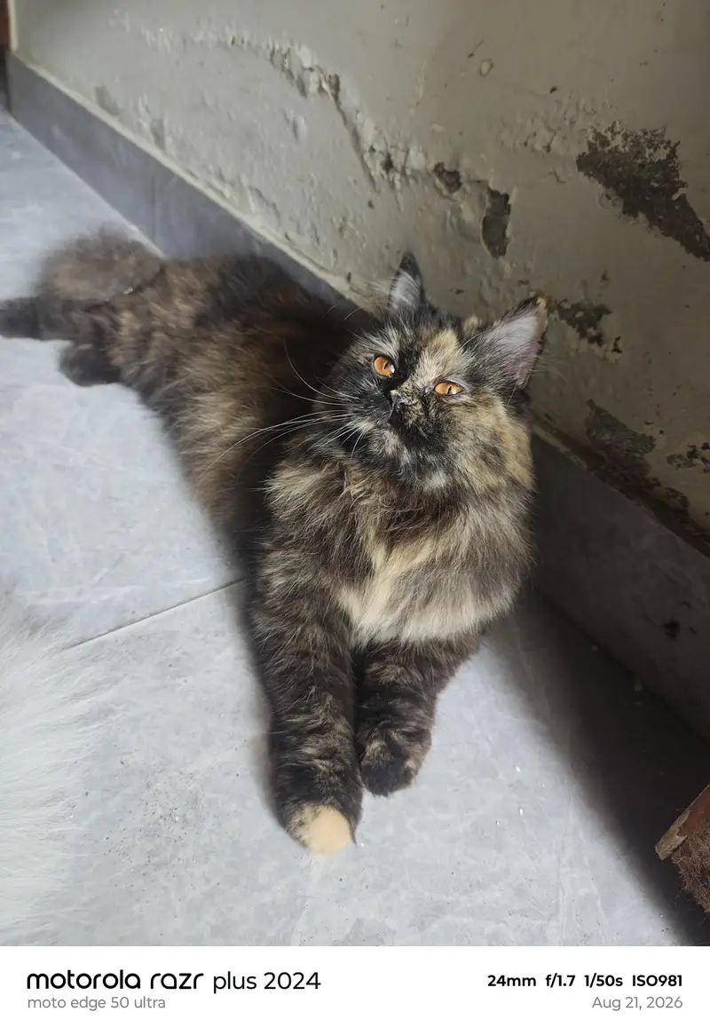 High Quality Punch Face Female Cat For Sale — photo 2