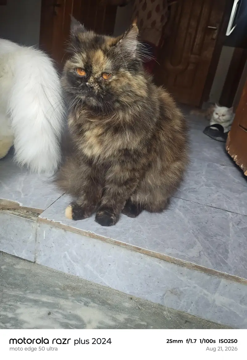 High Quality Punch Face Female Cat For Sale — photo 3