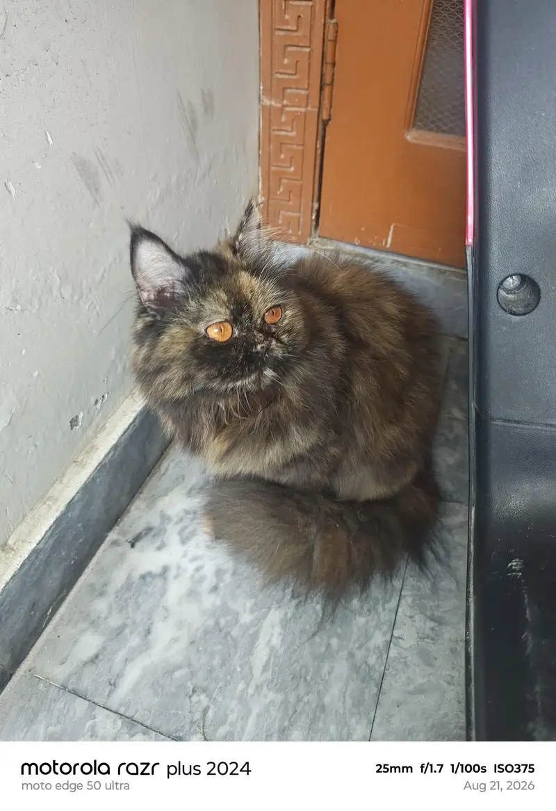 High Quality Punch Face Female Cat For Sale — photo 4